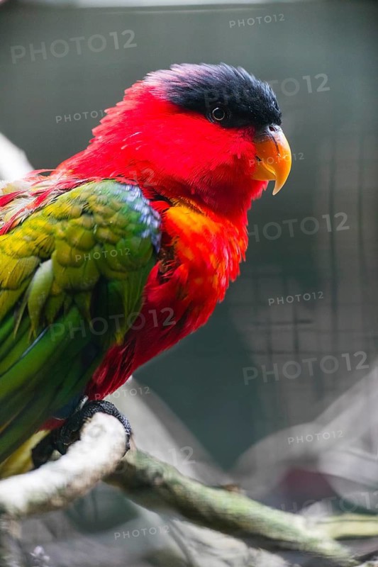 Black-capped Lory (Lorius lory), detailed study of an adult male bird, captive, Germany