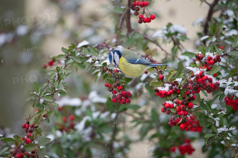 Eurasian Blue Tit (Cyanistes caeruleus) feeding on Firethorn (Pyracantha) berries, Saxony, Germany