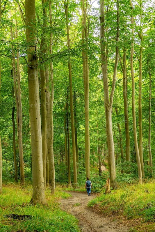 The Hochuferwanderweg from Baabe via Sellin to Binz, through dense beech forest, along the cliffs, with many views of the Baltic Sea, here the section shortly after Sellin on the way to Binz, Mecklenburg-Vorpommern, Germany
