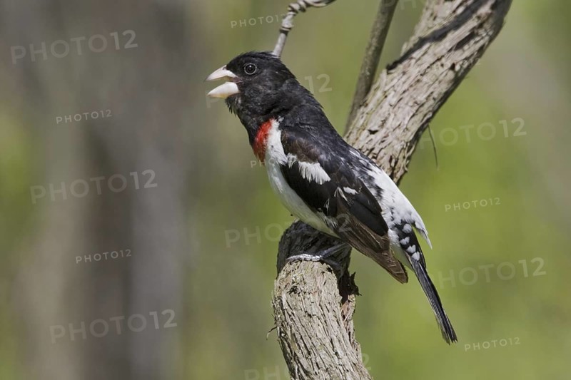 Rose-breasted Grosbeak (Pheucticus ludovicianus) singing, Ontario, Canada