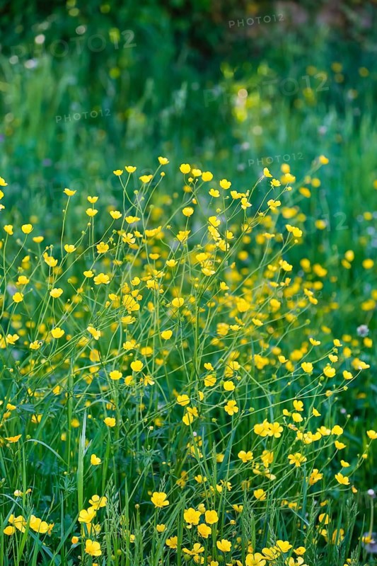 A sun-drenched wildflower meadow with numerous yellow flowers and green grass, buttercups (Ranunculus arvensis), buttercups, buttercups, spring, plants, flowers, blossoms, nature, Germany