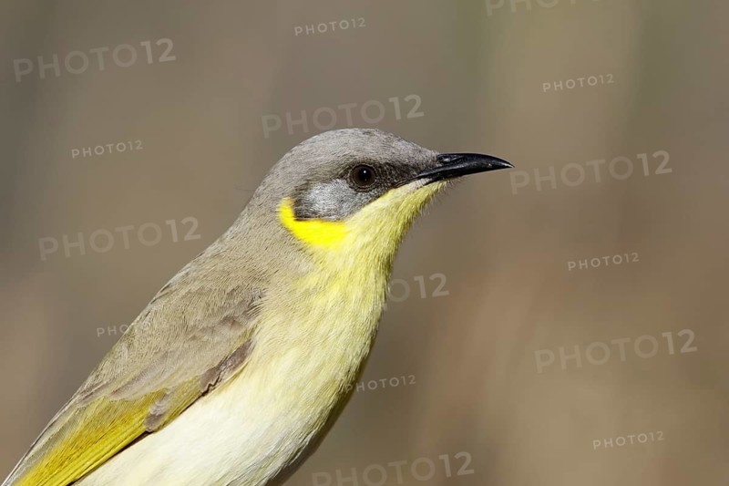 Grey-headed Honeyeater (Ptilotula keartlandi), Northern Territory, Australia