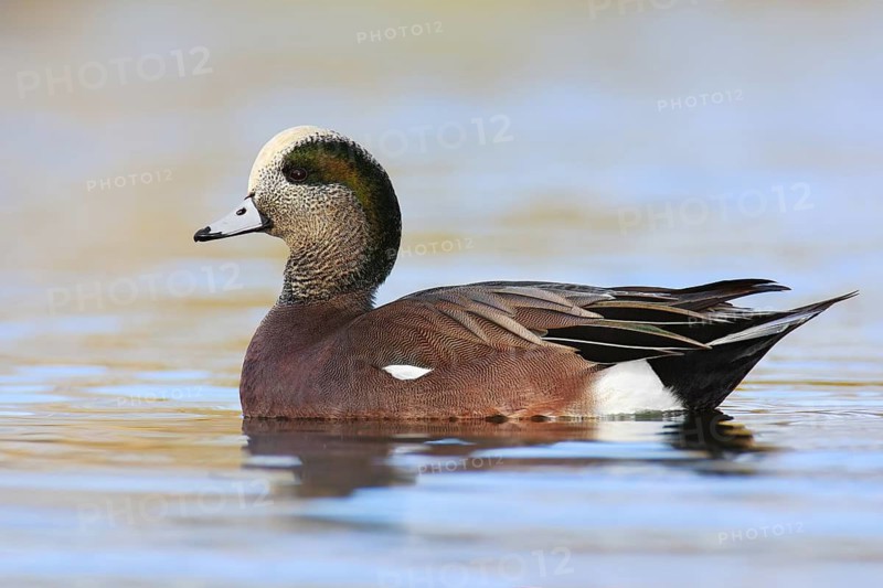 American Wigeon (Mareca americana) male, British Columbia, Canada