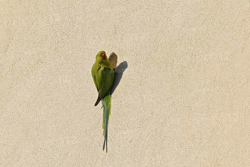 Rose-ringed Parakeet (Psittacula krameri) at nesting hole in house front, Baden-Wuerttemberg, Germany