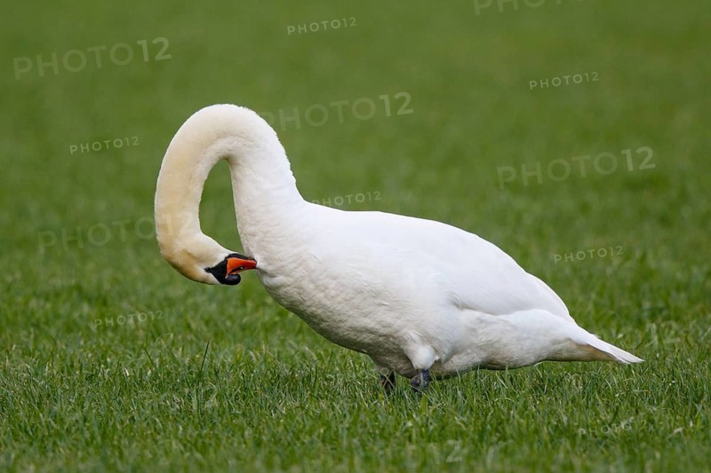 Mute Swan (Cygnus olor) preening, North Rhine-Westphalia, Germany