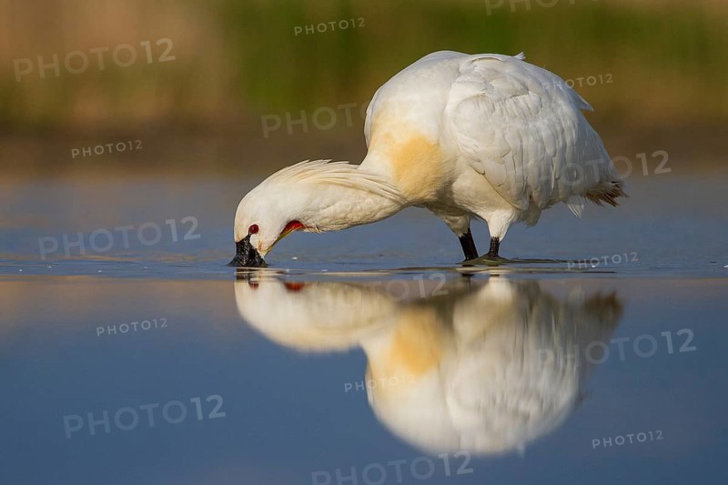 Eurasian Spoonbill (Platalea leucorodia) foraging, Pusztaszer, Hungary