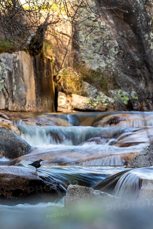 White-throated Dipper (Cinclus cinclus), Madrid, Spain