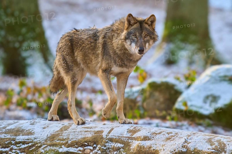 A wolf in a snow-covered forest stares intently, surrounded by tree trunks, Winter, Wolf (Canis lupus), Germany