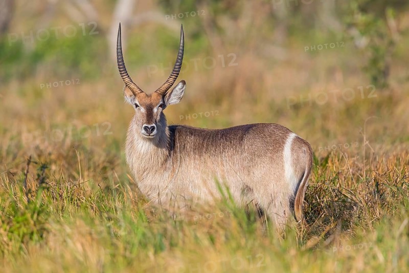 Waterbuck, (Kobus ellipsiprymnus) Common Waterbuck, Elliptic Waterbuck, African Antelope, iSimangaliso Wetland Park, St. Lucia, KwaZulu-Natal, South Africa