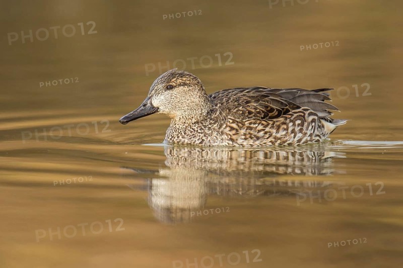 Green-winged Teal (Anas carolinensis) female, Arizona, USA
