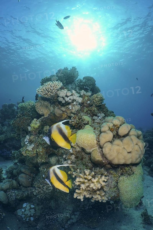 Red Sea bannerfish (Heniochus intermedius)