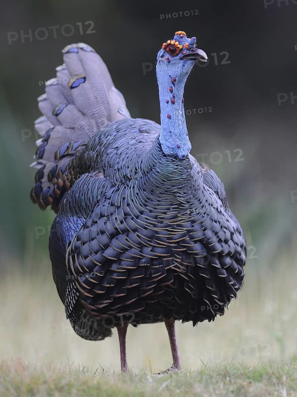 Ocellated Turkey (Meleagris ocellata), Guatemala