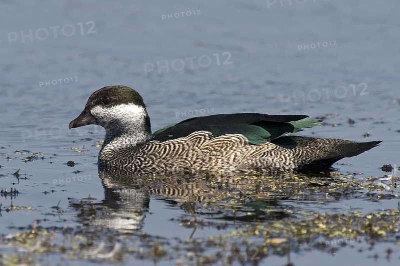 Green Pygmy Goose (Nettapus pulchellus) female, Northern Territory, Australia