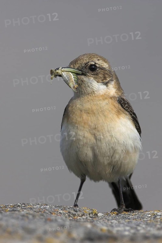 Northern Wheatear (Oenanthe oenanthe) female, Lesvos, Greece