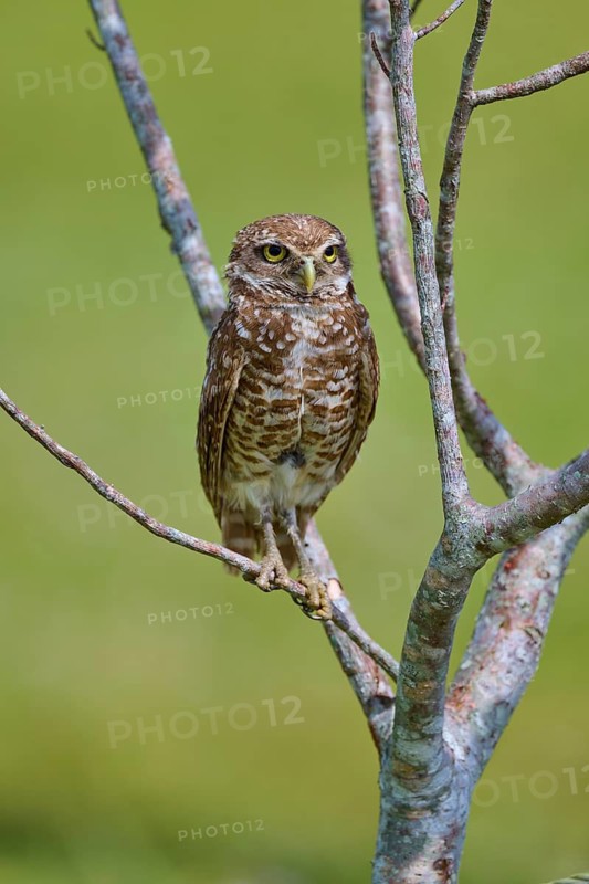 Burrowing owl (Speotyto cunicularia), sitting on a branch and observing the surroundings, Pembroke Pines, Florida, USA