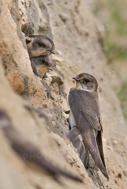 Common Sand Martin - Uferschwalbe - Riparia riparia ssp. riparia, Germany, adult and juvenile