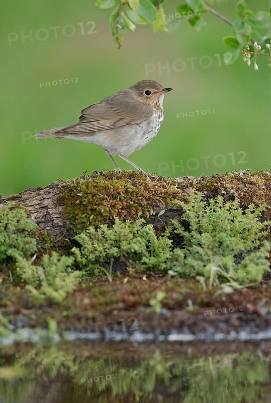 Swainson's Thrush (Catharus ustulatus) perched on a mossy log at a waterhole, Texas, USA