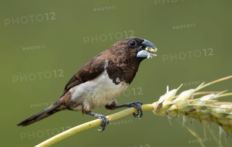 White-rumped Munia (Lonchura striata) feeding on a wheat grain in a natural field, Sreepur, Gazipur, Bangladesh