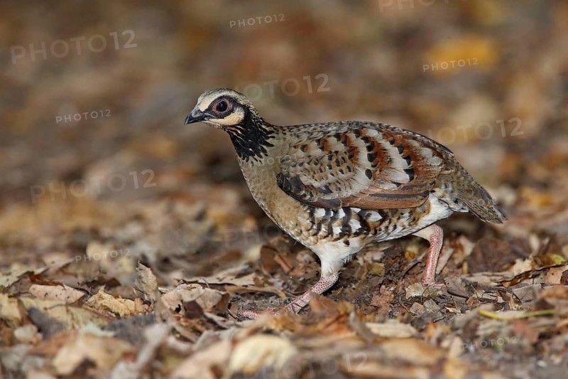 Bar-backed Partridge (Arborophila brunneopectus), Kaeng Krachan, Thailand