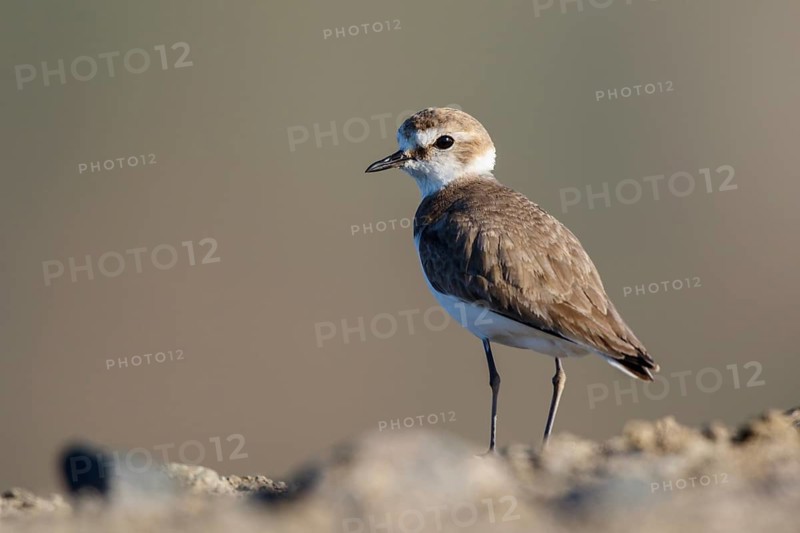 Kentish Plover (Charadrius alexandrinus) female, Lesvos, Greece