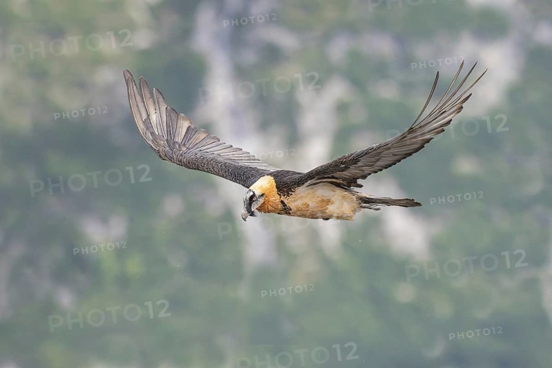 Bearded Vulture (Gypaetus barbatus) flying, Italy