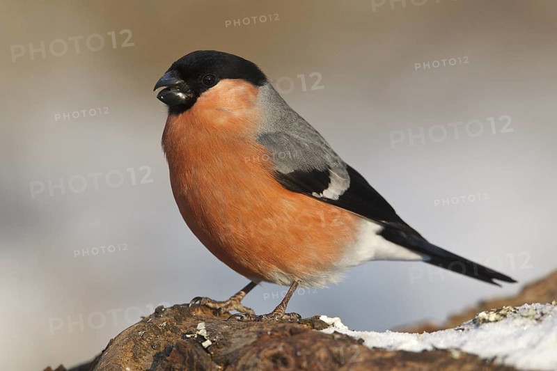 Eurasian Bullfinch (Pyrrhula pyrrhula) male, Rhineland-Palatinate, Germany