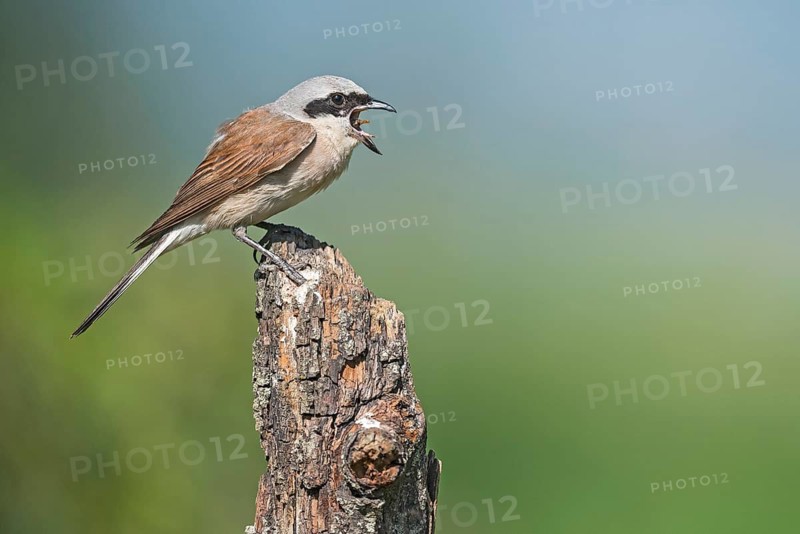 Red-backed Shrike (Lanius collurio) male calling from branch, Aosta Valley, Italy