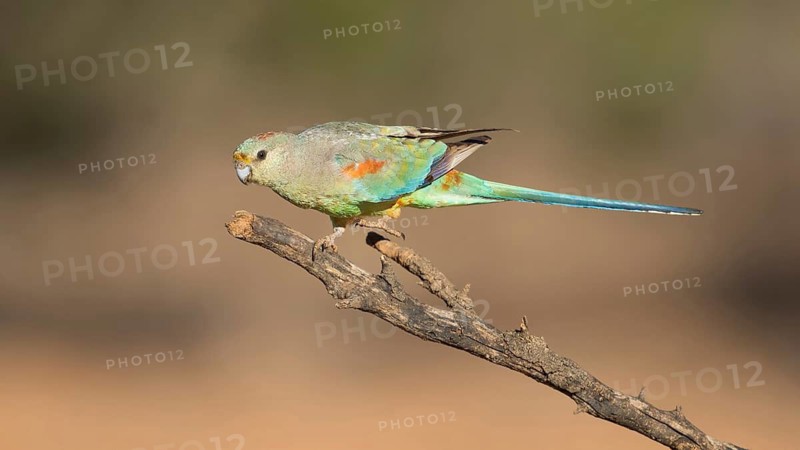 Mulga Parrot (Psephotellus varius) female perched on a branch, Queensland, Australia