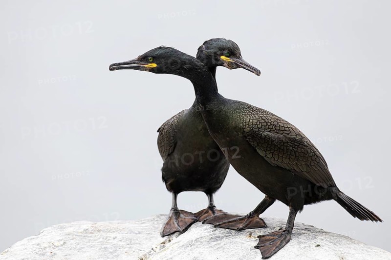 Cormorant (Gulosus aristotelis), breeding pair in courtship display, Hornøya Island, Vardø, Varanger, Finnmark, Norway