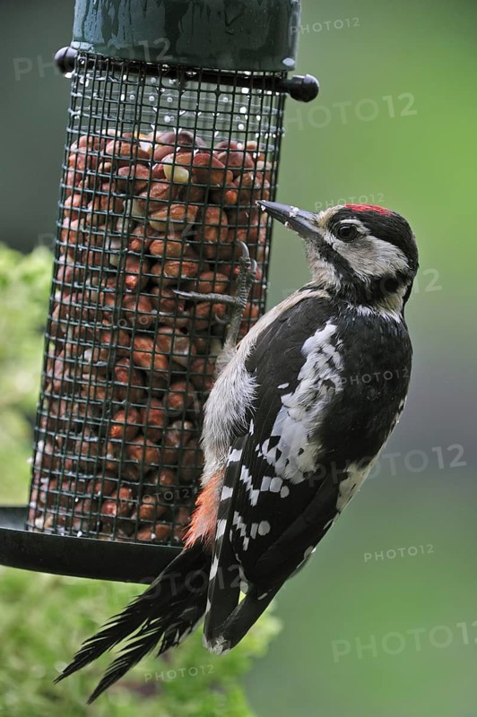 Great Spotted Woodpecker (Dendrocopos major), Greater Spotted Woodpecker juvenile eating peanuts from bird feeder in garden, Belgium