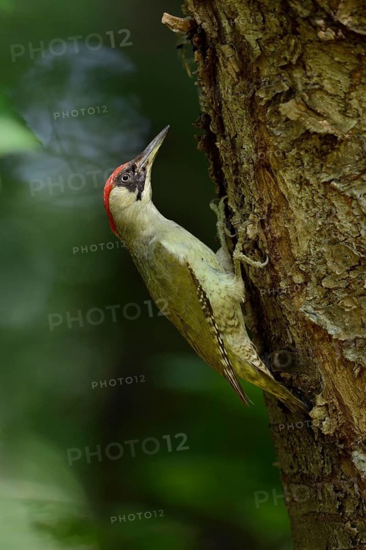 European Green Woodpecker (Picus viridis) female, North Rhine-Westphalia, Germany