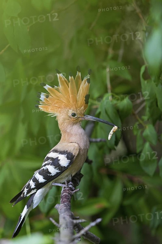 Hoopoe, (Upupa epops), animals, birds, family of tree hoopoes, on perch with prey, Großkarlbach, Bad Dürkheim district, Rhineland-Palatinate, Germany