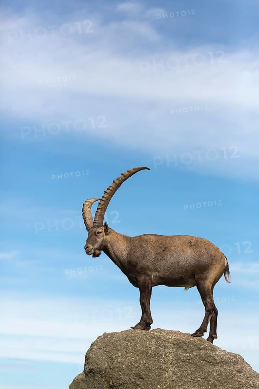 One adult ibex (Capra ibex) standing on a rock like a statue with blue sky behind him on 2500 m sea level in the Hohe Tauern National Park