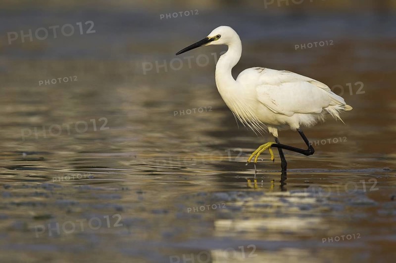 Little Egret (Egretta garzetta), Asturias, Spain