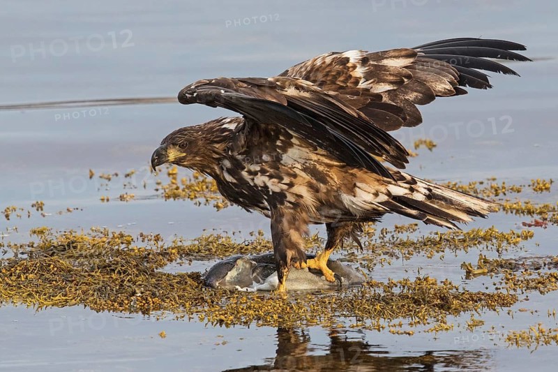 White-tailed Eagle (Haliaeetus albicilla) juvenile, Finnmark, Norway