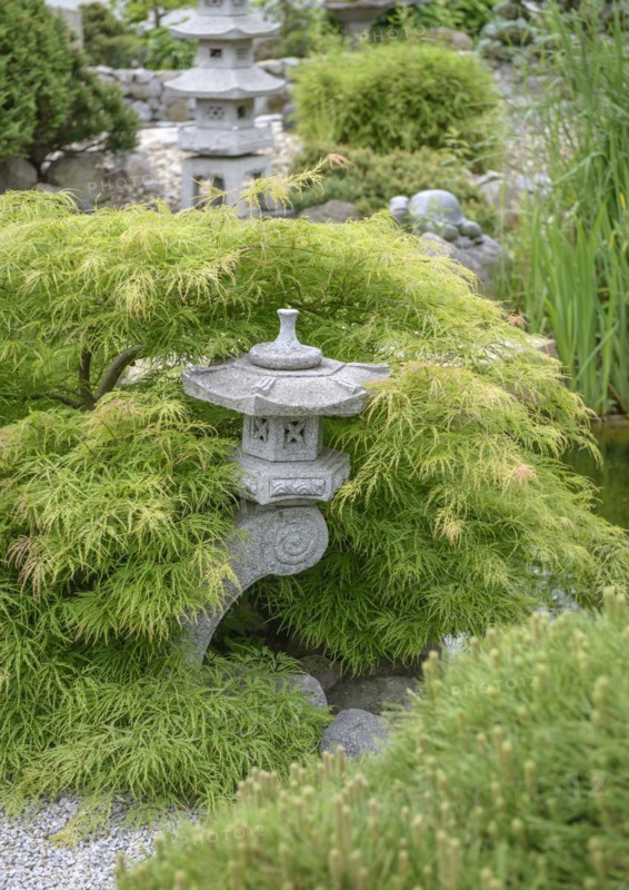 Japanese Garden, Green Slotted Maple (Acer palmatum 'Dissectum'), Japanese Garden World, Brieskow-Finkenheerd, Brandenburg, Germany