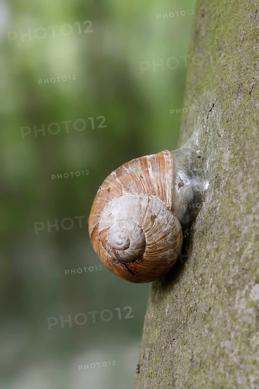 Burgundy snail (Helix pomatia) with sealed snail shell on a tree trunk, North Rhine-Westphalia, Germany
