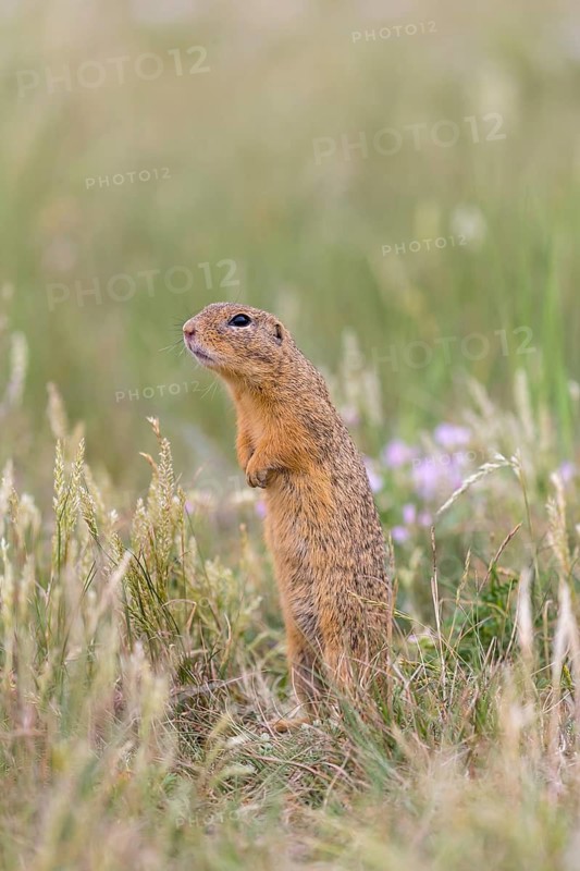 One European ground squirrel (Spermophilus citellus) or European souslik standing erected in tall grass with some flowers in the background