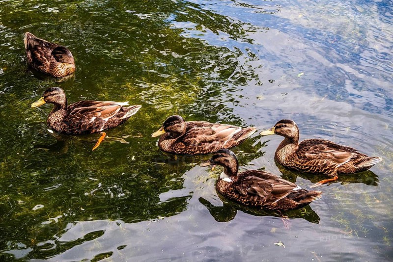 Ducks, walk along the Rotte, route from the modern city center to the green suburbs such as Hillegersberg or the Hoge Bergse Bos. historic waterway leads past riverbanks, parks and the Prinsenmühle, Rotterdam, Netherlands