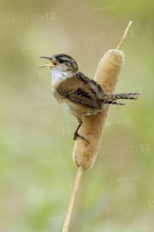 Marsh Wren (Cistothorus palustris) singing, Texas, USA