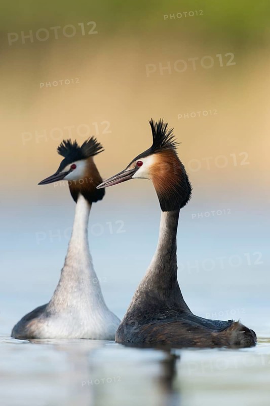 Den Hals ganz lang... Haubentaucher *Podiceps cristatus*