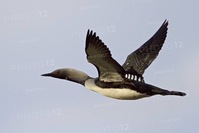 Pacific Loon (Gavia pacifica) flying, Manitoba, Canada