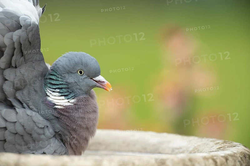 Wood pigeon (Columba palumbus) adult garden bird bathing in a bird bath in spring, England, United Kingdom