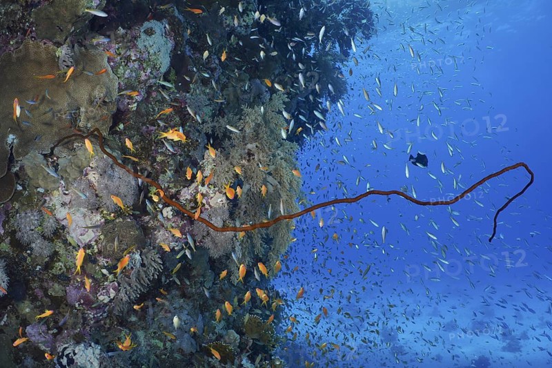 Wire Coral (Cirrhipathes spiralis)