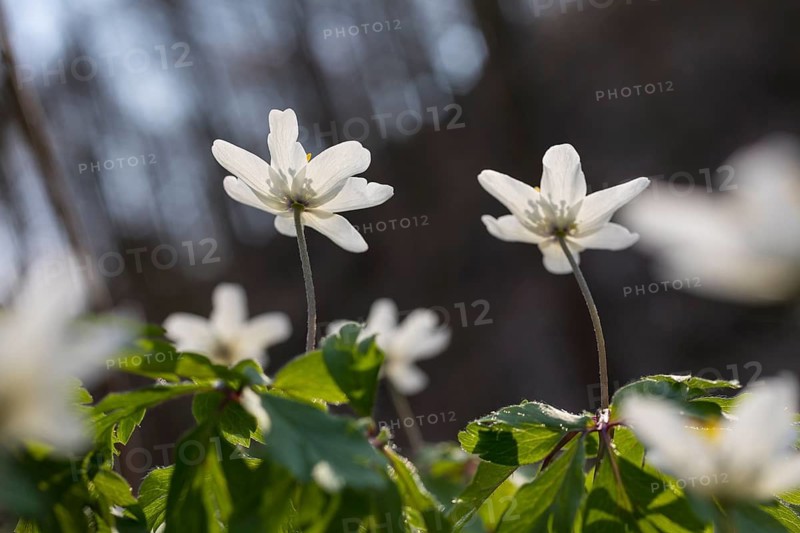Wood anemone (Anemone nemorosa) blooming in the forest, Spargründe near Dohna, Saxony, Germany