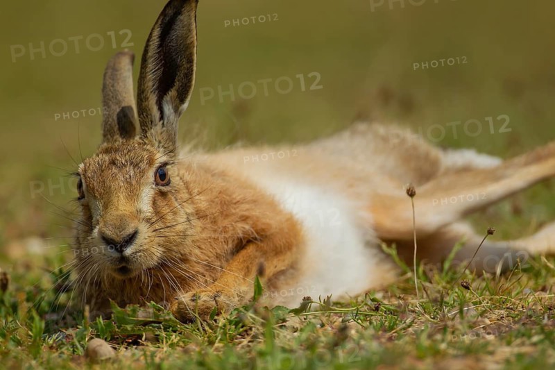 European brown hare (Lepus europaeus) adult animal resting in grassland in summer, Suffolk, England, United Kingdom