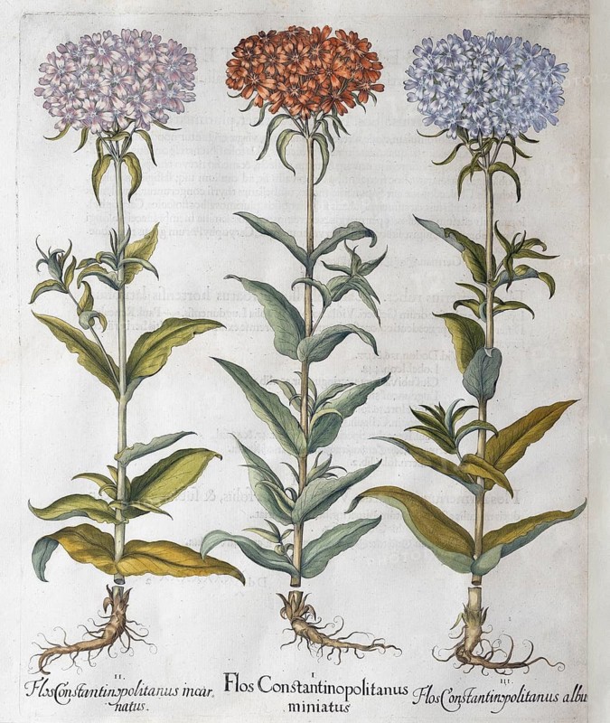 Silene chalcedonica (Lychnis Chalcedonica), hand-coloured copperplate engraving by Basilius Besler, from Hortus Eystettensis, 1613