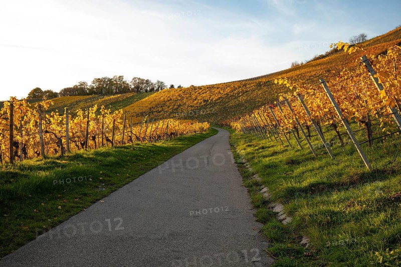 The vineyards in the Remstal near Korb in the Rems-Murr district show all their colors in autumn. Vines and slopes glow in intense shades of red, yellow and orange and look particularly colorful and lively. At sunset, the vineyards are illuminated by warm, low-standing sunlight, which bathes the landscape in a golden, atmospheric atmosphere. The rolling hills, soft light and autumn colors create a calm, idyllic atmosphere
