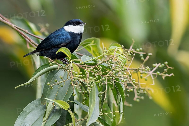 White-ruffed Manakin (Corapipo altera) perched on a branch in Panama