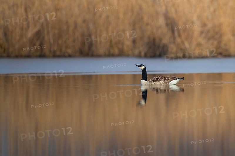 Canada Goose (Branta canadensis), Baden-Wuerttemberg, Germany